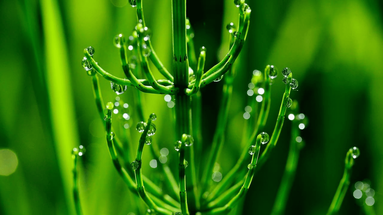 5 plantas medicinais e seus benefícios